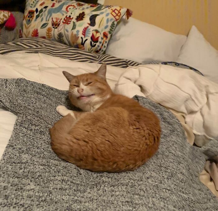 Orange and white cat making a silly face while lying curled up on a sweater on a bed with pillows and blankets.