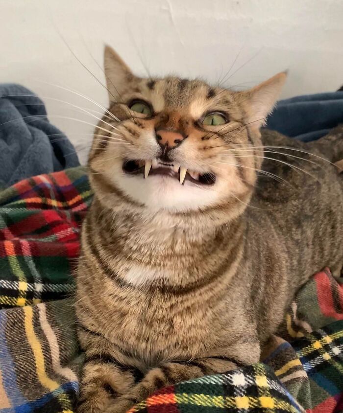 Tabby cat making a silly face with fangs showing, lying on a colorful plaid blanket, capturing animals making silly faces.