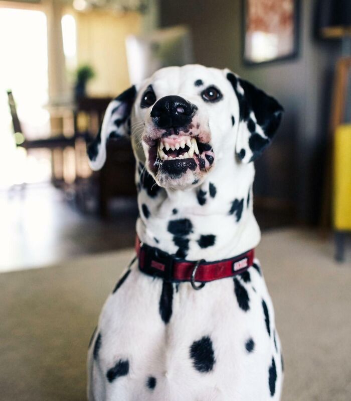 Dalmatian dog making a silly face indoors, showcasing funny animal expressions captured in a candid moment.