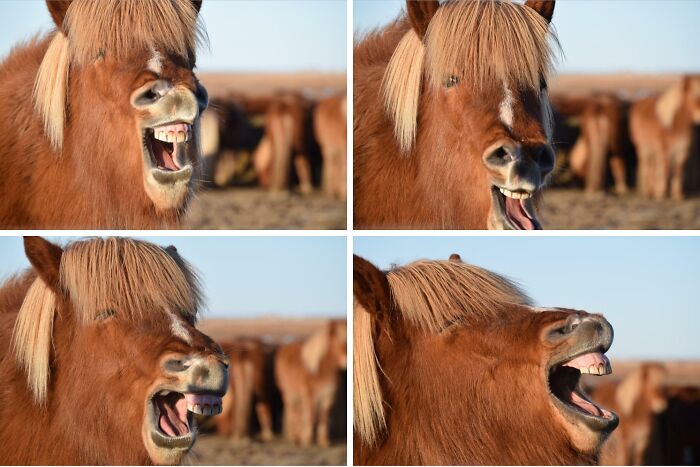 Horse making silly faces in close-up photos with other horses blurred in the background, capturing animals making silly faces.