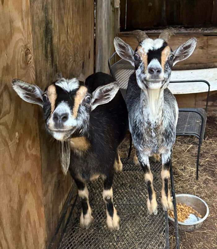 Two goats making silly faces inside a wooden enclosure, capturing animals making silly faces for a photo.