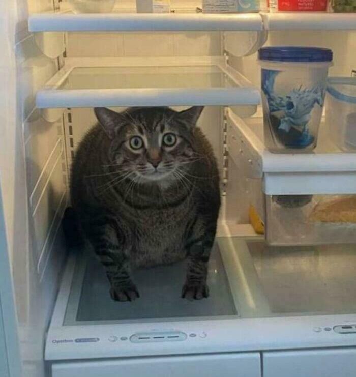 Cat sitting inside a fridge among unusual fridge contents that would not pass the Pinterest aesthetic vibe.