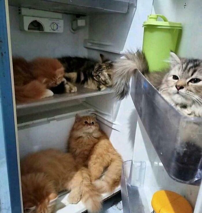 Several fluffy cats lounging inside an open fridge, showcasing amusing and unusual fridge contents.