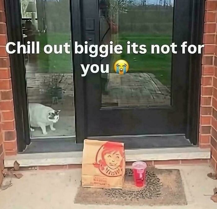 Cat staring longingly through a glass door at food and drink outside in a funny screenshot moment.