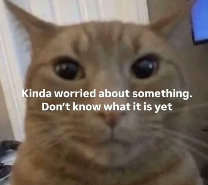 Close-up of a concerned cat meme with text expressing relatable worry, part of hilarious relatable memes collection.