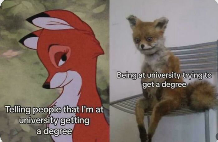 Side-by-side relatable memes featuring animals about university struggles and getting a degree.