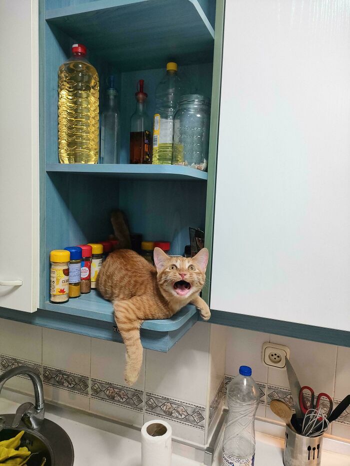 Orange cat stuck in kitchen cabinet surrounded by spices, displaying a surprised and humorous expression.