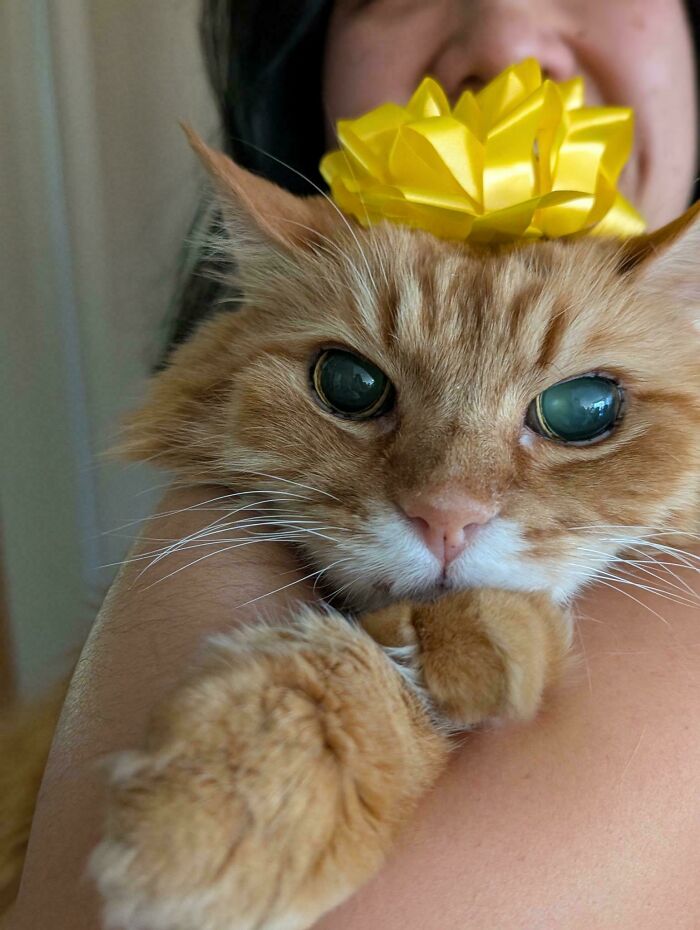 Close-up of an orange cat with a yellow bow on its head being held, showcasing adorable orange cat charm and personality.