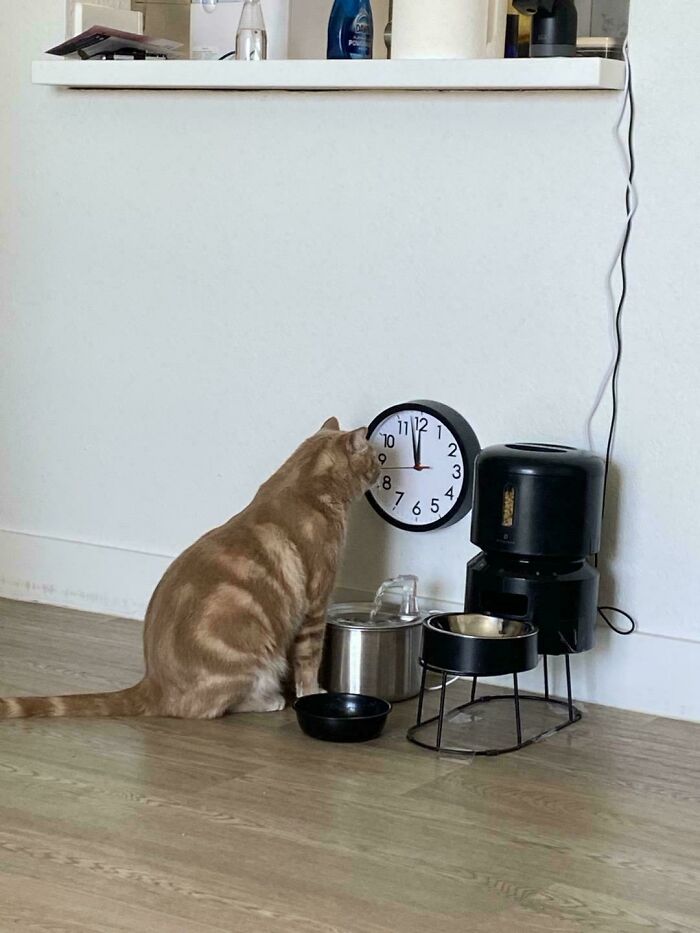 Orange cat staring confused at a wall clock near pet bowls and a water dispenser on a wooden floor.