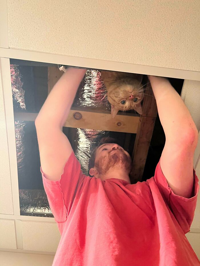 Man in a red shirt looking up through ceiling panel at an orange cat peeking down from above in a ceiling space.