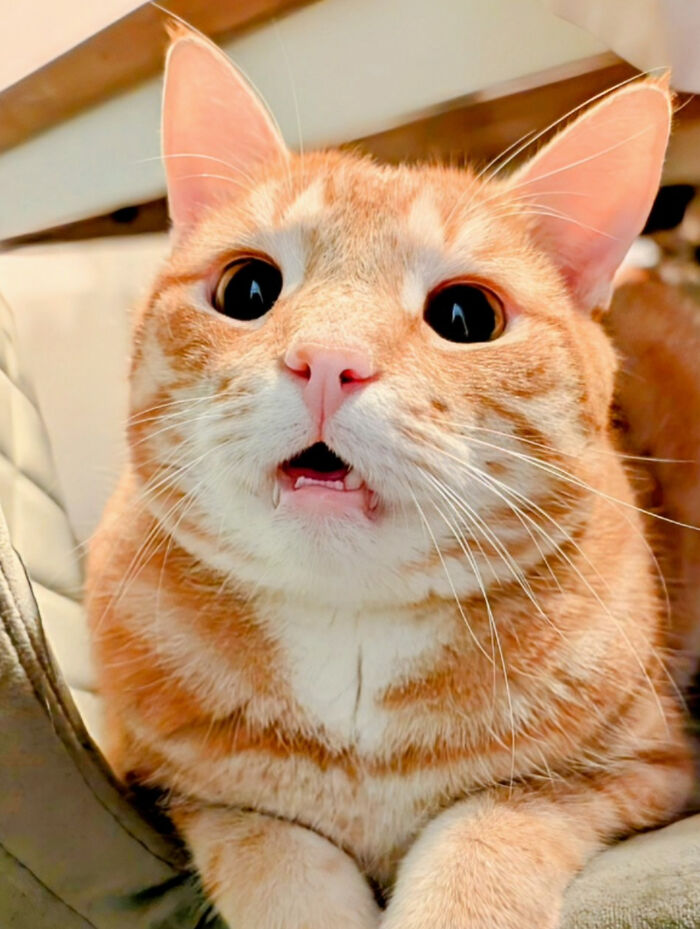 Close-up of an orange cat with wide eyes and open mouth, showcasing the funny side of orange cats and their one brain cell reputation.
