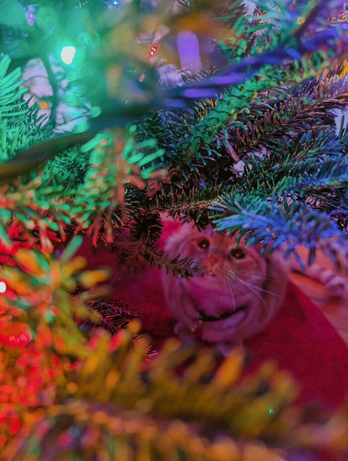 Orange cat hiding under a Christmas tree surrounded by colorful holiday lights and pine branches.
