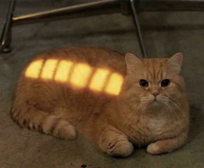 Orange cat lying on a concrete floor with sunlight stripes casting a pattern on its back showing a calm expression.