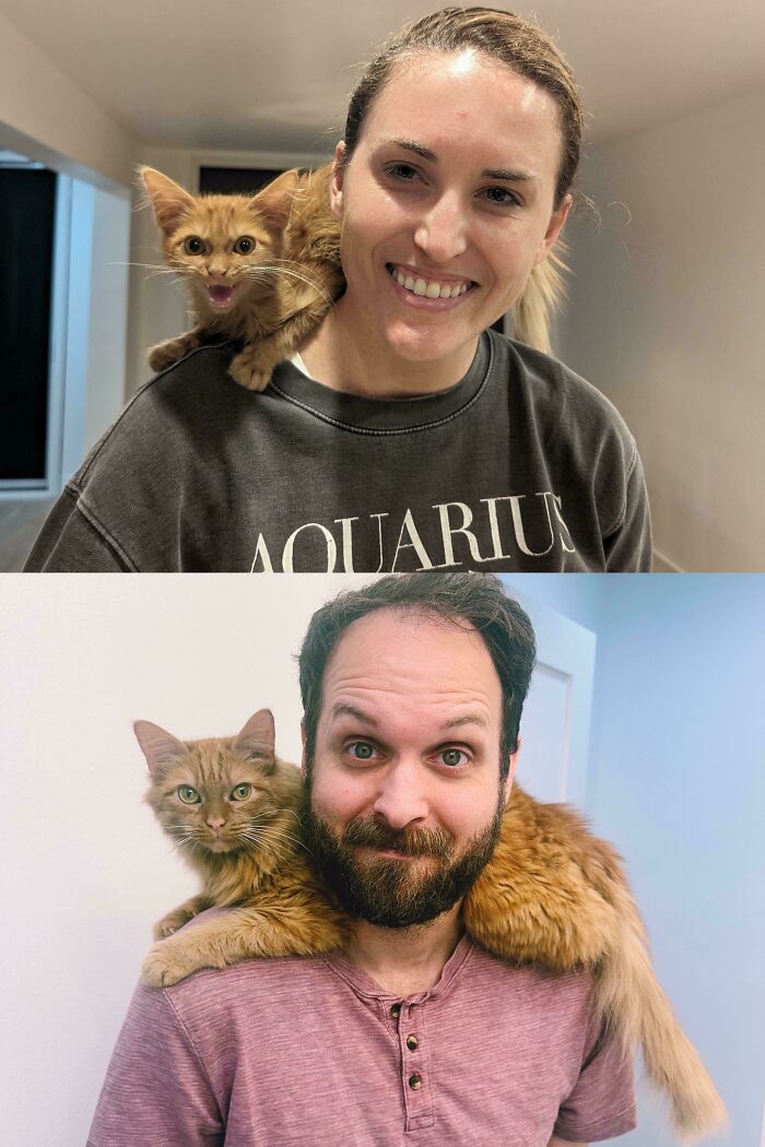 Two orange cats resting on the shoulders of a smiling woman and a bearded man indoors, showcasing funny cat behavior.