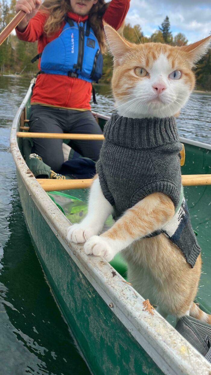 Orange cat with two different colored eyes wearing a sweater, standing in a canoe on a lake with a person paddling behind.