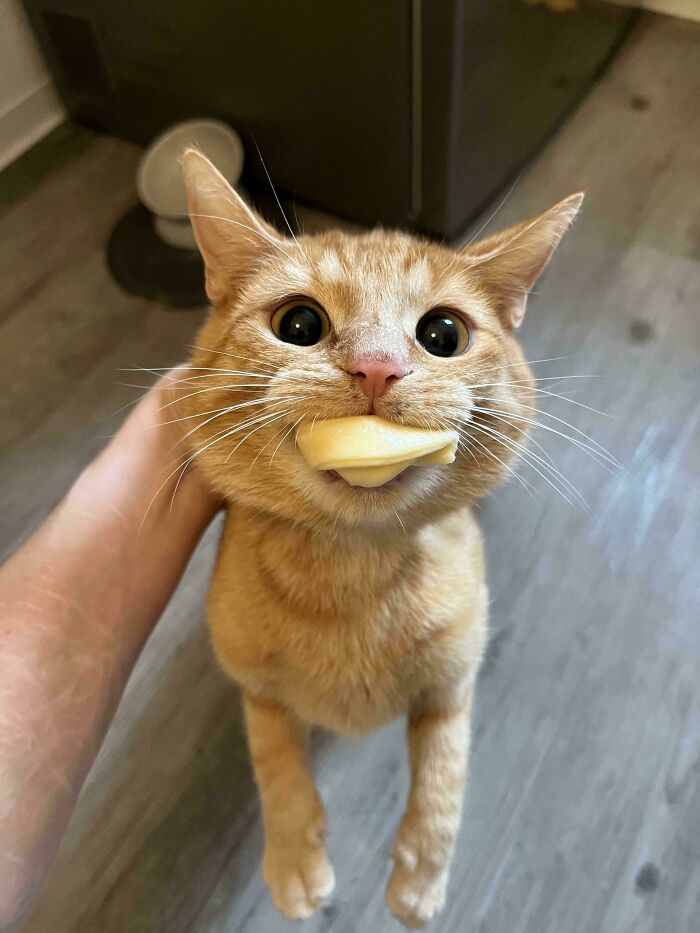 Orange cat looking wide-eyed with a slice of cheese in its mouth, held up by a person’s hand on a wooden floor.