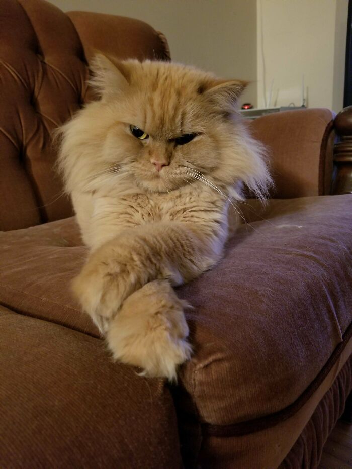 Fluffy orange cat with crossed paws sitting on a brown couch, showing a serious and grumpy expression.