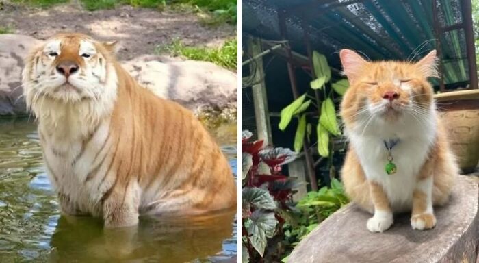 Orange cat sitting on a rock with eyes closed next to a large orange tiger standing in water outdoors.