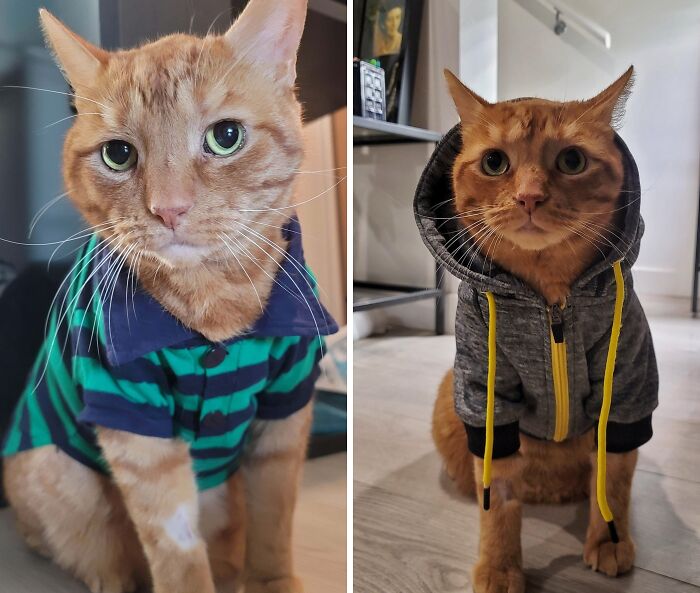 Two orange cats wearing hoodies and shirts, showcasing funny and quirky behavior typical of orange cats.