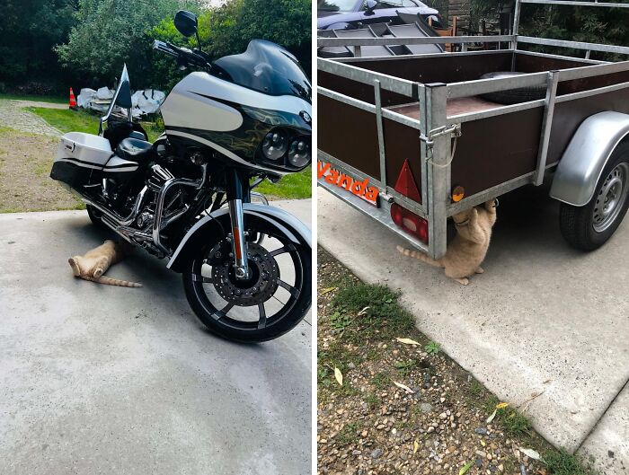 Orange cat lying under a motorcycle and hanging from the back of a trailer, showing playful and silly behavior.