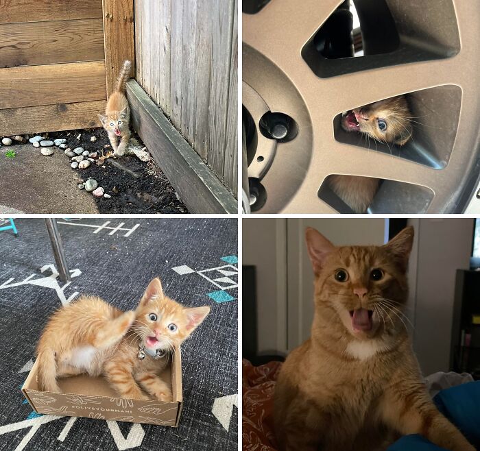 Four hilarious photos of orange cats making funny faces and playful poses, showcasing their silly and charming behavior.