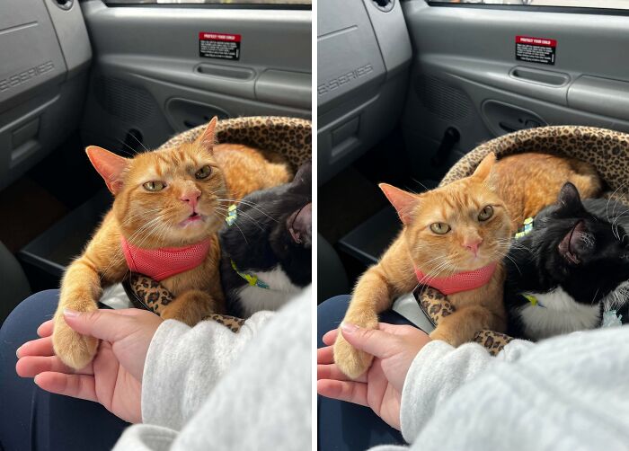 Orange cat with a pink collar holding a person’s hand while lying next to a black cat in a car seat.