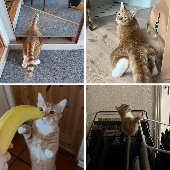 Four hilarious photos of an orange cat in funny poses showcasing typical orange cat behavior and silly moments.