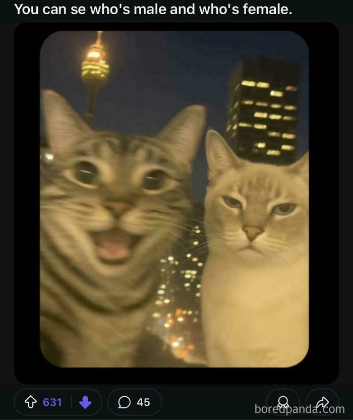 Two cats in a night cityscape with one excited and one serious expression illustrating gendered nonsense concept.