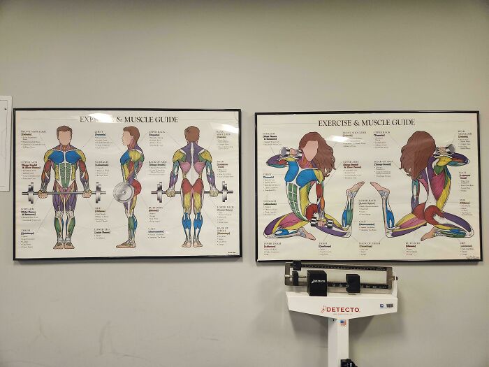Exercise and muscle guide posters showing detailed muscle groups on male and female figures, related to gendered nonsense examples.