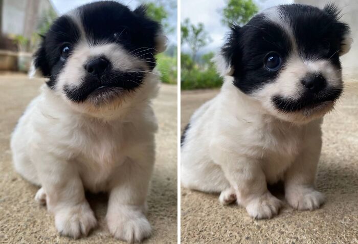 Two adorable funny and cute dog photos of a small black and white puppy sitting outdoors on a concrete surface.