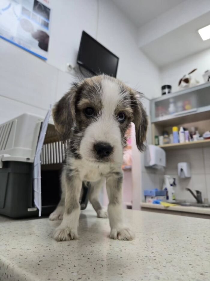 Puppy standing on a counter in Serbia&rsquo;s largest animal shelter cared for by a small dedicated team.