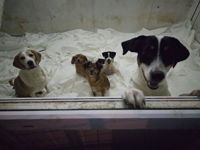 Several rescued dogs resting in a shelter room cared for by a small team in Serbia&rsquo;s largest animal shelter.