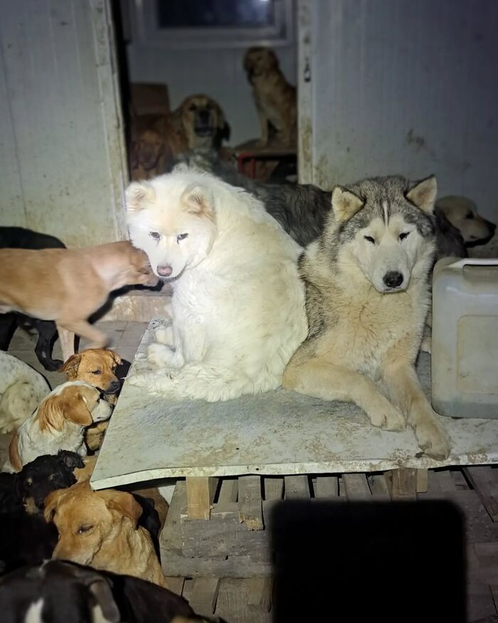 Several abandoned and rescued dogs resting together in Serbia&rsquo;s largest animal shelter cared for by a small team.