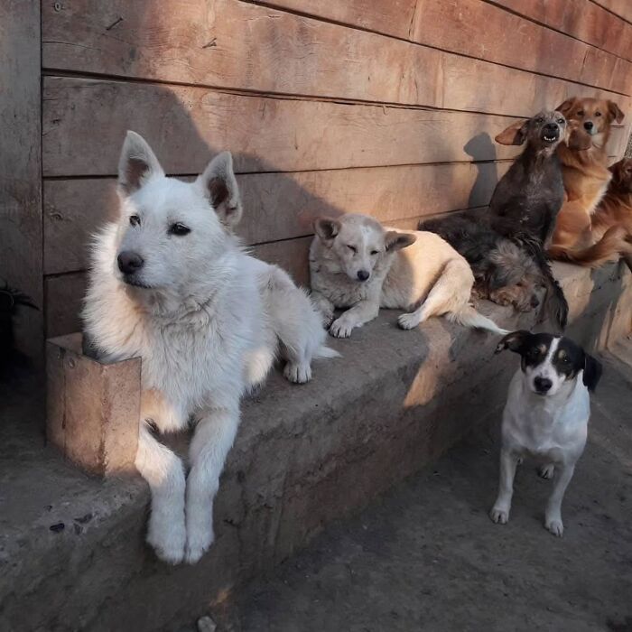 Several abandoned and rescued dogs resting together at Serbia&rsquo;s largest animal shelter cared for by a small team.