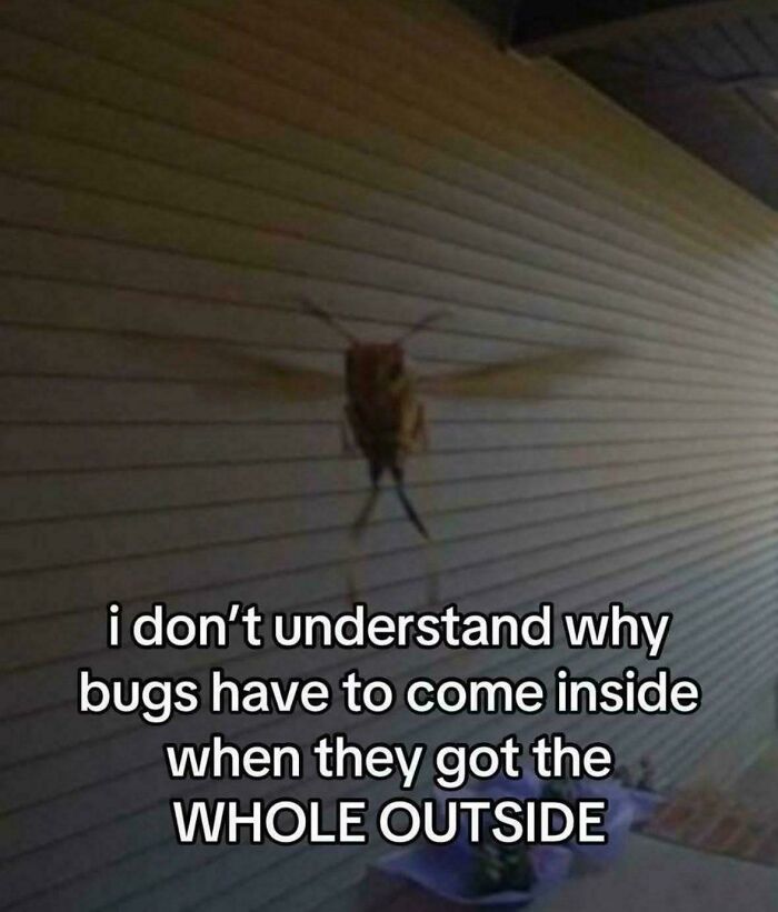 Funny screenshot of a bug flying inside a house with a caption about bugs preferring the whole outside to indoors