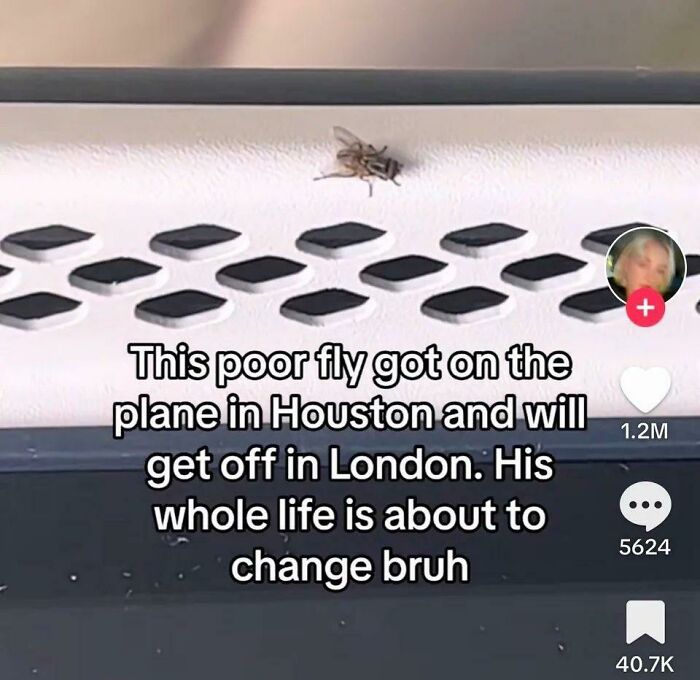 A funny screenshot showing a fly on a plane vent with a humorous caption about its upcoming trip from Houston to London.
