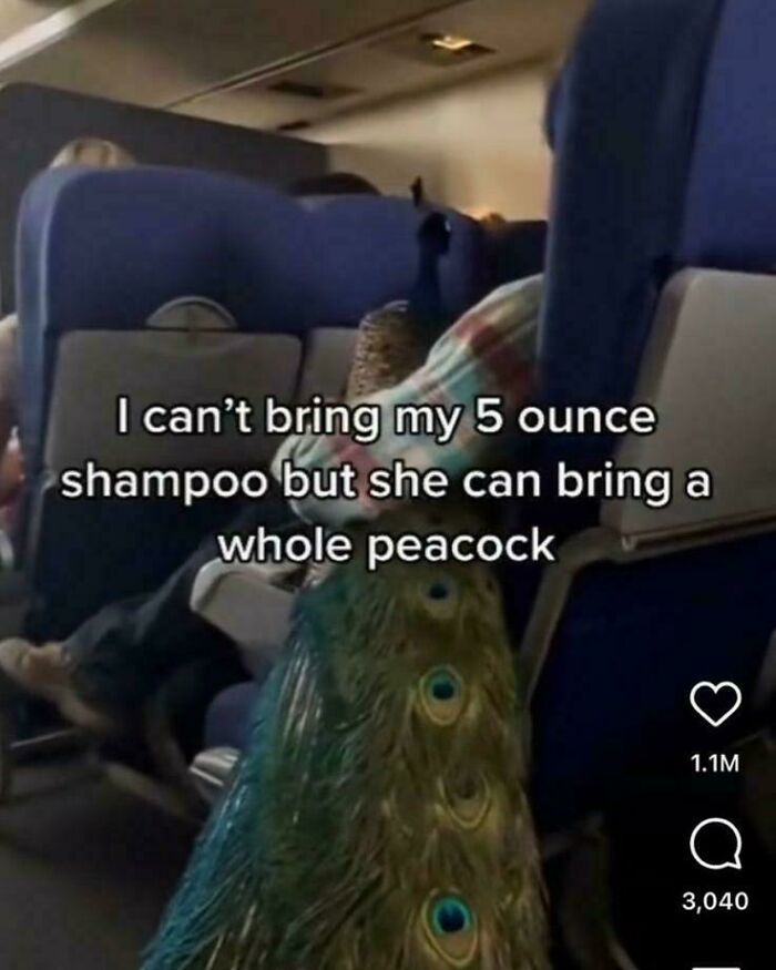 Passenger on a plane brings a whole peacock, highlighting one of the funniest screenshots people took in a travel setting.