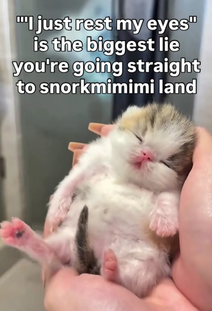 Sleeping kitten held in hands with relatable meme text about resting eyes and hilarious memes.