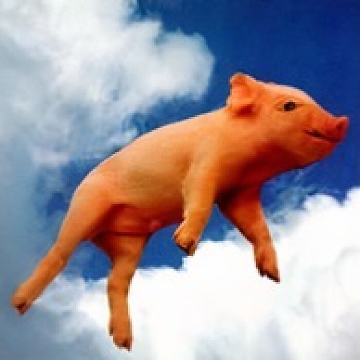 Flying pig against blue sky, an example of hilariously bad album covers that were actually sold.