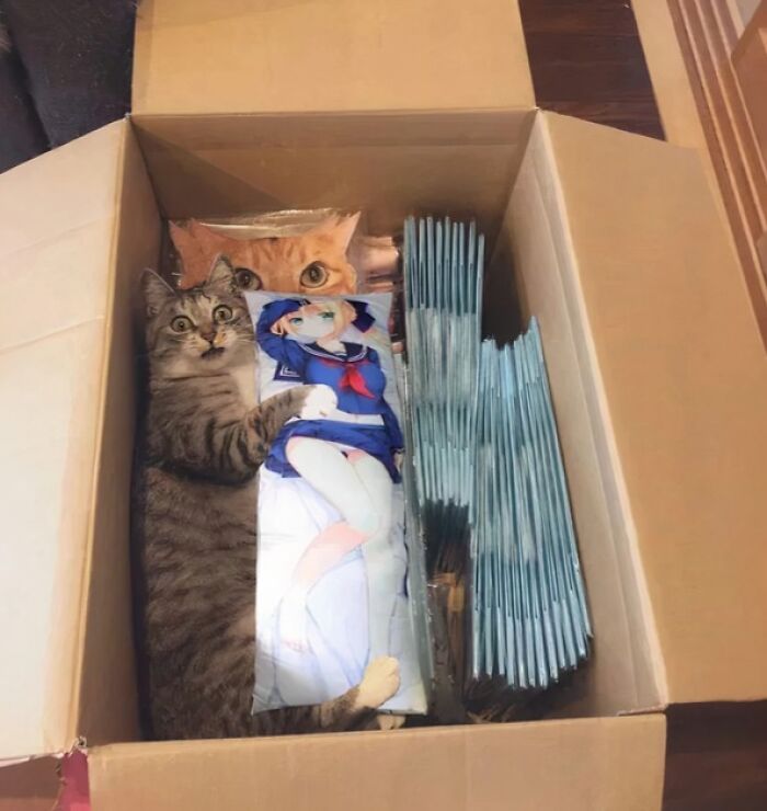 Tabby cat making a silly face while lying in a box among anime body pillows, capturing animals making silly faces moment.
