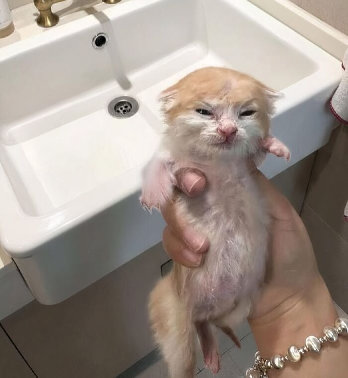 A person holding a wet kitten making a silly face near a bathroom sink, capturing animals making silly faces.