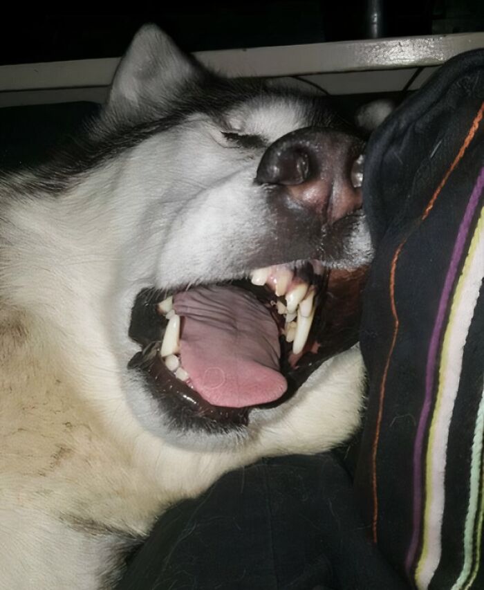 Close-up of a dog making a silly face with mouth wide open, showing teeth and tongue in a candid animal photo.
