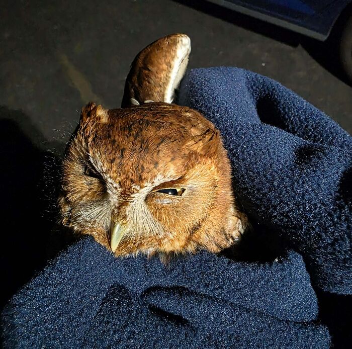 Owl making a silly face while being gently held in gloved hands, capturing a funny animal moment for a quick pic.