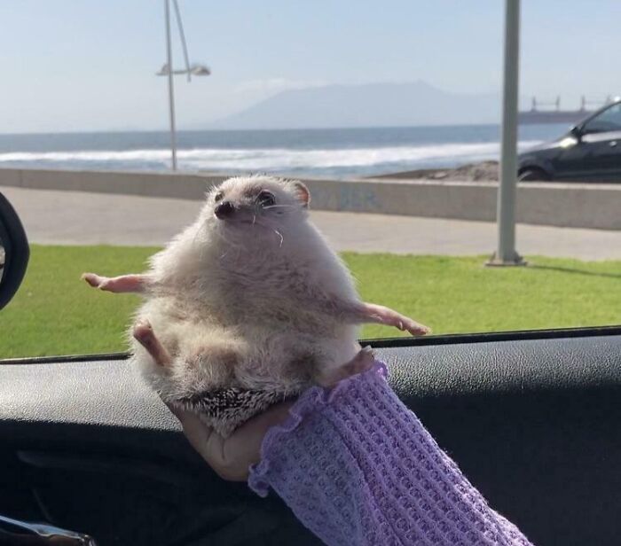 Hedgehog making a silly face while being held, capturing a funny moment of animals making silly faces outdoors.