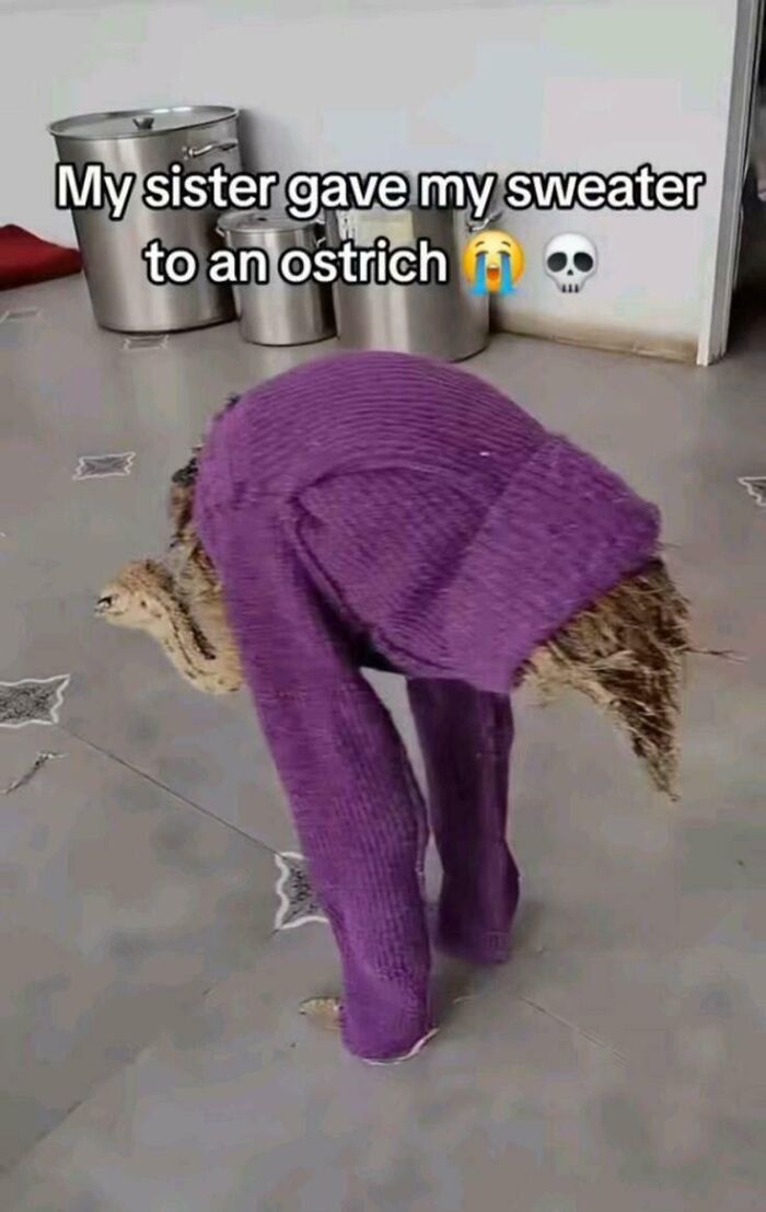 Ostrich wearing a purple sweater indoors with metal containers in the background in a funny screenshot.