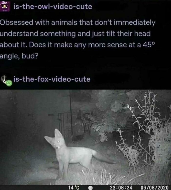 Screenshot of a nighttime animal photo with a fox tilting its head, capturing one of the funniest screenshots people took.