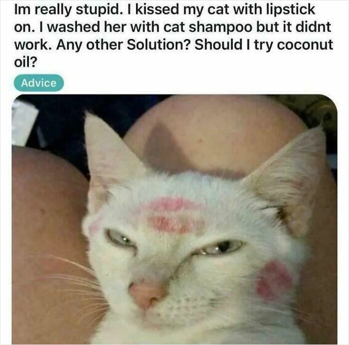 Funny screenshot of a cat with lipstick kisses asking for advice after washing with cat shampoo without success.