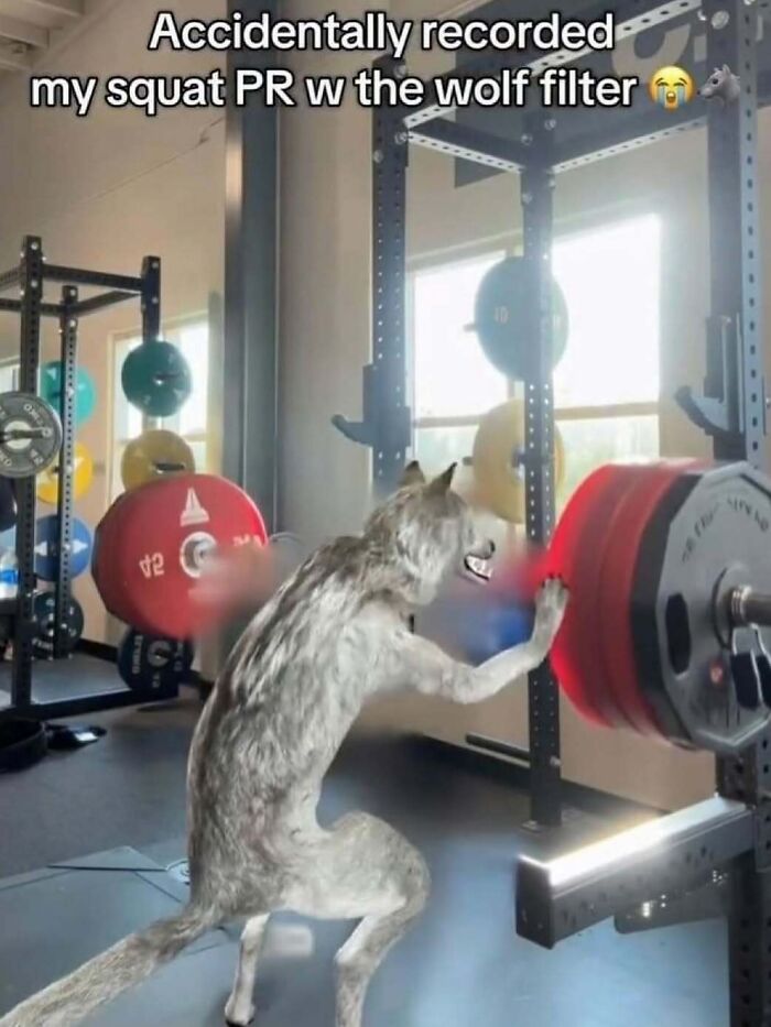 Funny screenshot of a person using a wolf filter while lifting weights during a squat session in a gym.