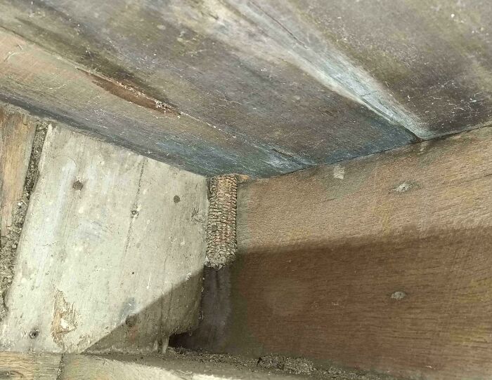 Mud wasp nest built in a tight wooden corner, an example of if it's stupid but it works then it's not stupid.