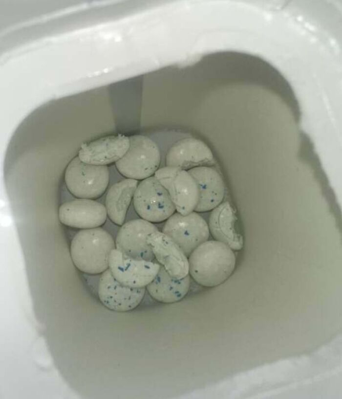 Partially eaten dishwasher tablets inside an open container, illustrating infuriating examples of men being men.